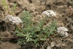 Canby's Desert Parsley