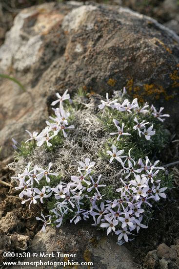 Hood's Phlox against lichen-crusted rock