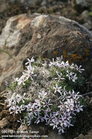 Hood's Phlox against lichen-crusted rock