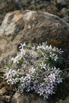 Hood's Phlox against lichen-crusted rock