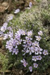 Hood's Phlox