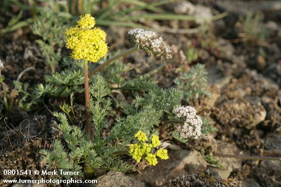 Canby's & Umtanum Desert Parsley