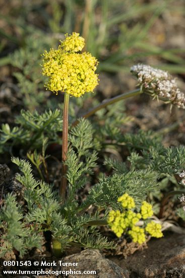 Canby's & Umtanum Desert Parsley