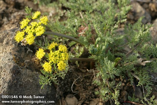 Umtanum Desert Parsley