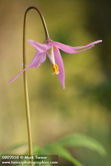 Pink Fawn Lily blossom