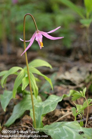 Pink Fawn Lily