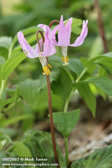Pink Fawn Lily blossoms