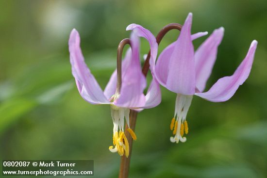 Pink Fawn Lily blossoms