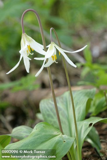 Oregon Fawn Lilies