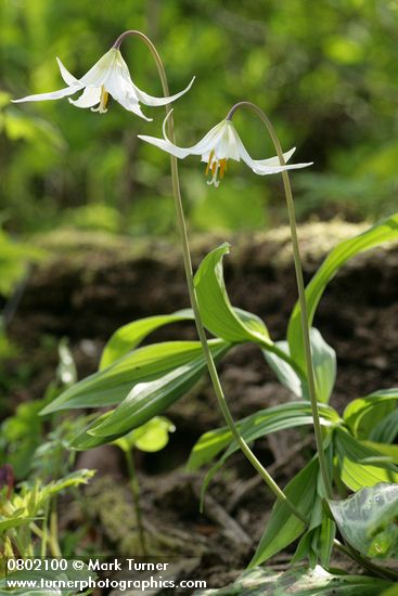 Oregon Fawn Lilies, backlit
