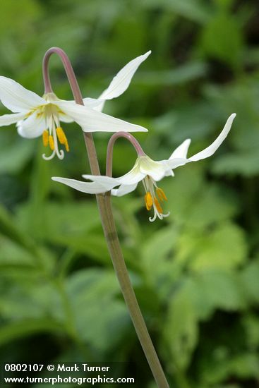 Oregon Fawn Lily blossoms