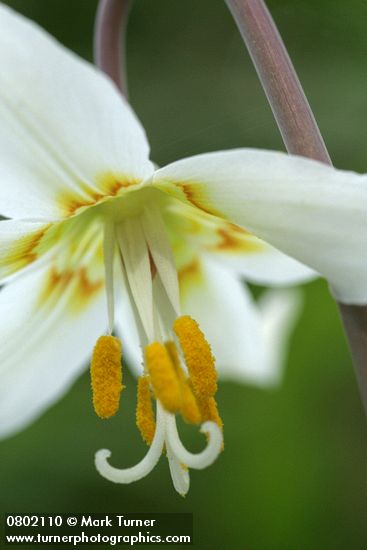 Oregon Fawn Lily blossom extreme detail