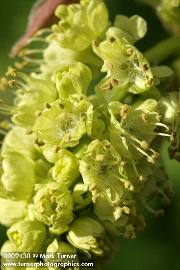 Bigleaf Maple blossoms extreme detail