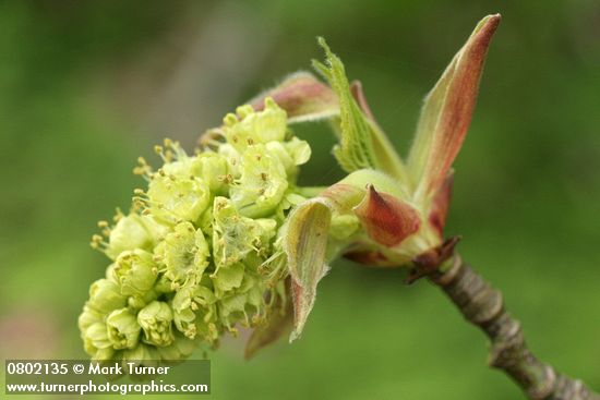 Bigleaf Maple blossoms