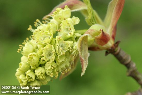 Bigleaf Maple blossoms detail