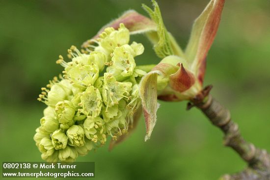 Bigleaf Maple blossoms