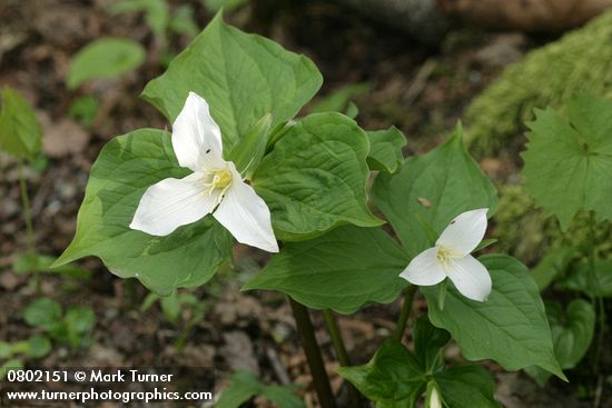 Western Trilliums