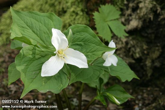 Western Trilliums