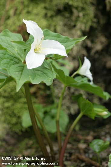 Western Trilliums