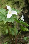 Western Trilliums
