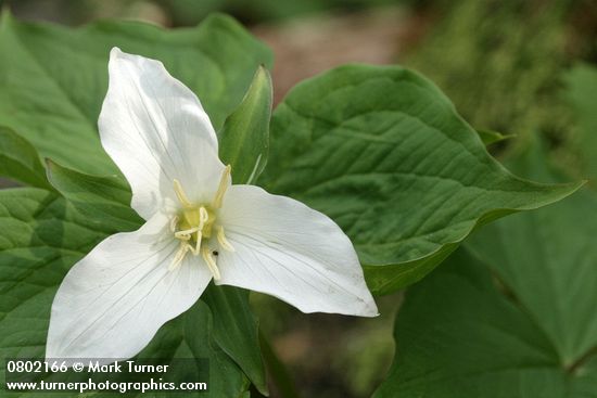 Western Trillium blossom & foliage