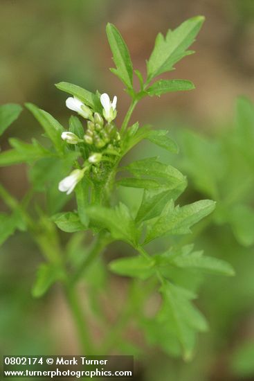Little Western Bittercress blossoms & foliage detail