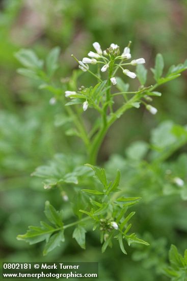 Little Western Bittercress blossoms & foliage detail