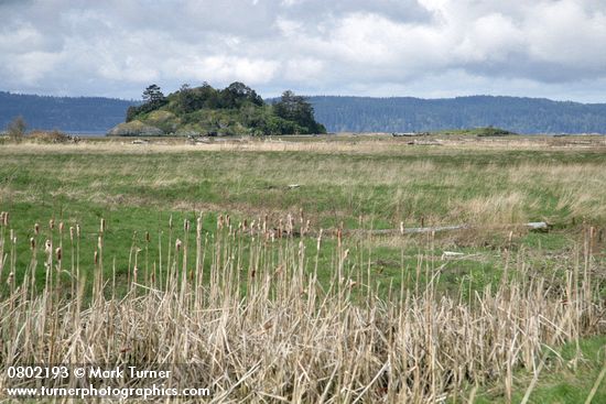 Craft Island view from across salt meadow w/ dry cattails fgnd