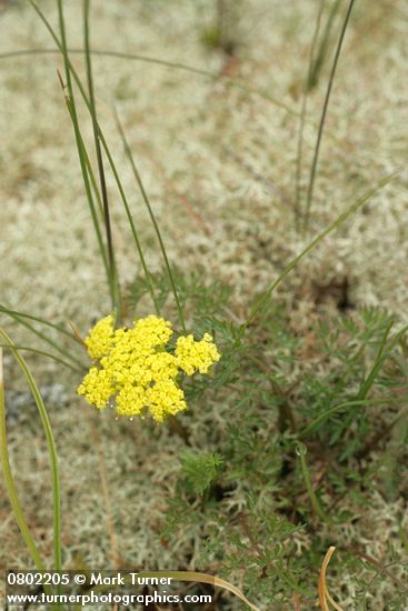 Fne-leaf Desert Parsley among lichen