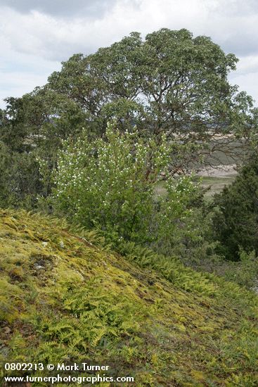 Serviceberry blooming in front of Pacific Madrone on rocky bald w/ mosses & Licorice Ferns