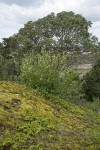 Serviceberry blooming in front of Pacific Madrone on rocky bald w/ mosses & Licorice Ferns