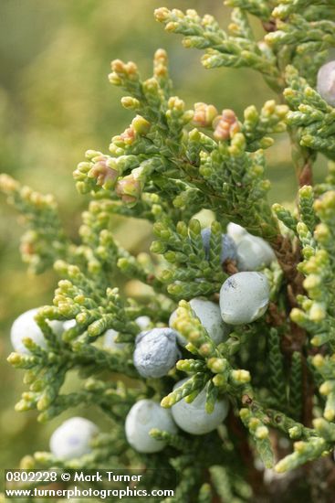 Seaside Juniper cones (berries) & foliage detail