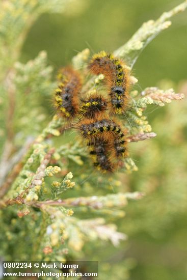 Caterpillars on Seaside Juniper foliage