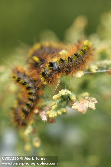 Caterpillars on Seaside Juniper foliage