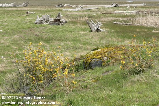 Shining (Tall) Oregon-grape habitat view at edge of salt meadow