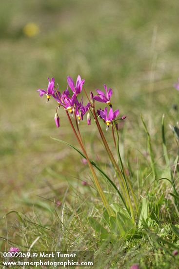 Few-flowered Shooting Star