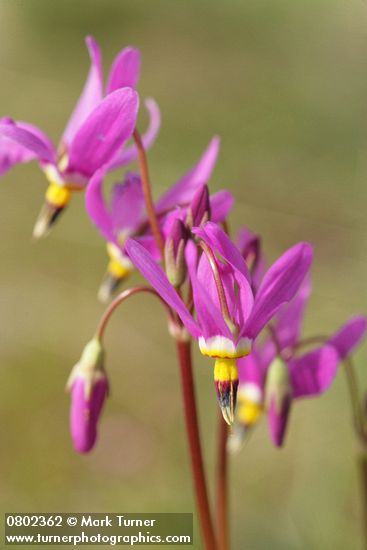Few-flowered Shooting Star blossoms detail