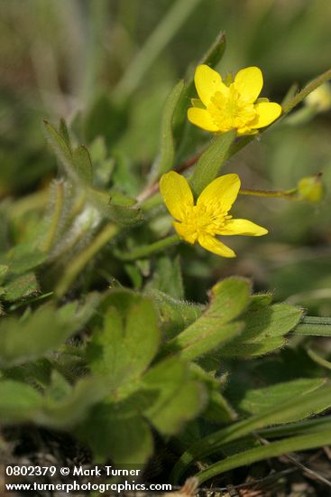 Western Buttercup