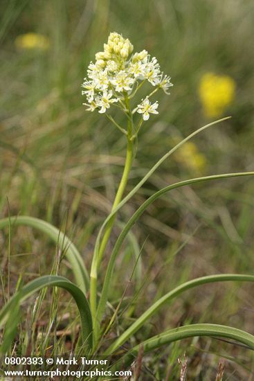 Meadow Death Camas