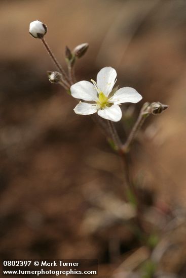 Michaux's Stitchwort (Slender Sandwort)