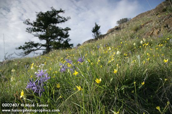Common Camas, Western Buttercups, Field Chickweed, Meadow Death Camas in grassy meadow w/ Juniper on skyline soft bkgnd
