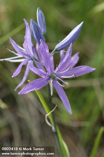 Common Camas blossoms detail