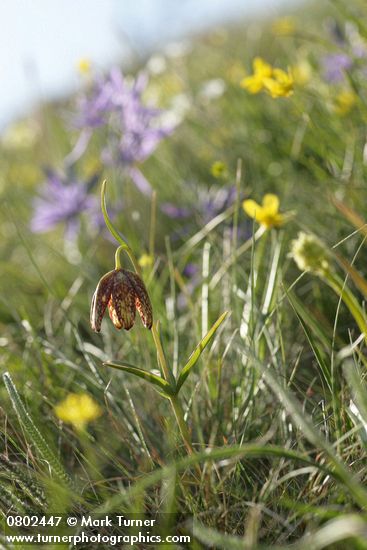 Mission Bells (Chocolate Lily) in meadow w/ Camas, Buttercups soft bkgnd