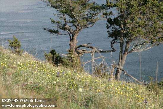 Western Buttercups, Common Camas, Meadow Death Camas, Junipers in grassy meadow overlooking Burrows Pass