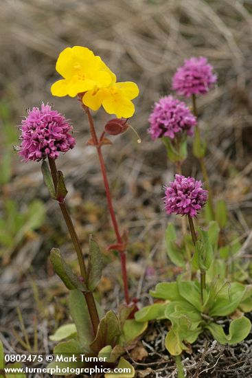 Seep-spring Monkeyflower w/ Sea Blush