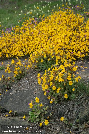 Seep-spring Monkeyflowers w/ Sea Blush at edge of rocks