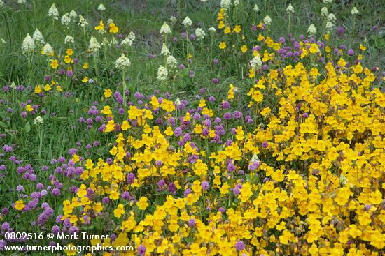Seep-spring Monkeyflowers w/ Sea Blush & Meadow Death Camas