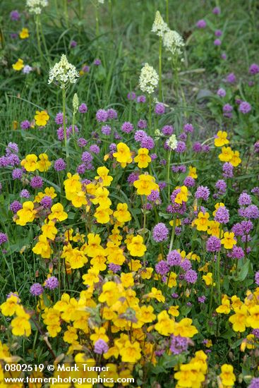 Seep-spring Monkeyflowers w/ Sea Blush & Meadow Death Camas