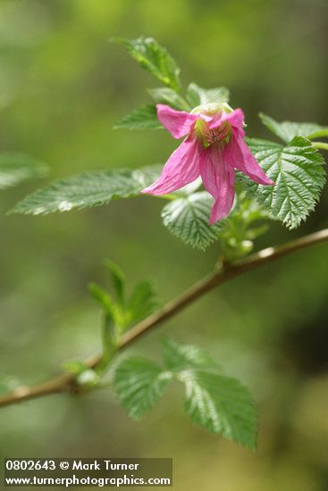 Salmonberry blossom & folaige