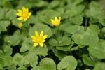 Lesser Celandine blossoms & foliage